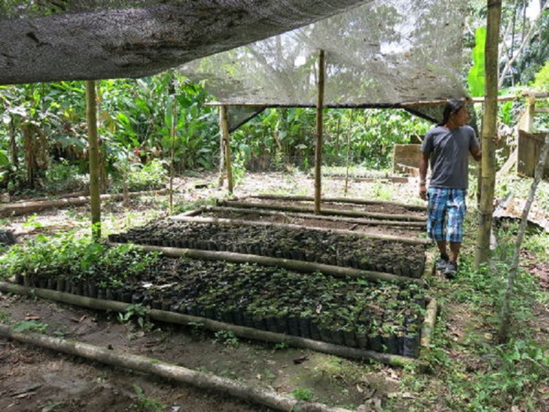Pépinière Ishpingo en Equateur © Fondation GoodPlanet