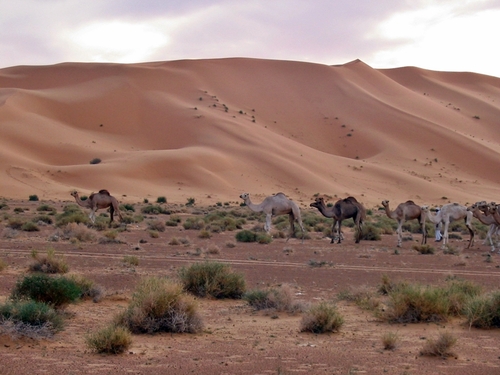 Grand sud : l'Algérie saharienne aux portes des mégapoles françaises