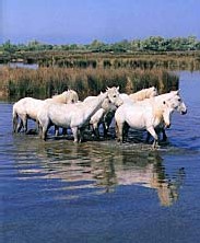 Accidents en série lors de balades à cheval en Camargue