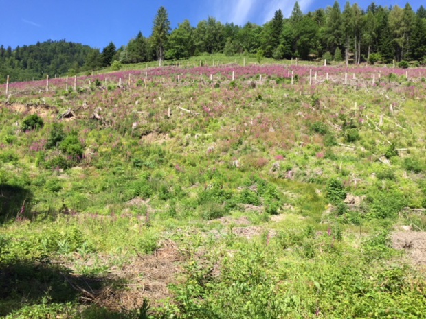 Le terrain acquis par Michel Jolidon sur lequel il va planter 6000 arbres - Photo Nouveaux Espaces