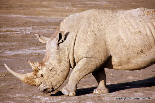 Sur les rives du lac Bogoria, un rhinocéros blancpromène sa carcasse d'os et de muscles jettant des regards méfiants vers le 4X4 et ses occupants