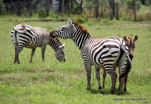 Le Kenya sur la piste du trek familial avec Allibert Le Kenya sur la piste du trek familial avec Allibert