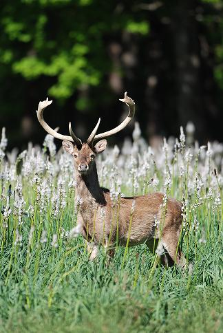 Le Parc zoologique de la Haute Touche. La réserve de cervidés la plus diversifiée d'Europe. Photo Hte Touche - F. Grendinp. Le Parc zoologique de la Haute Touche. La réserve de cervidés la plus diversifiée d'Europe. Photo Hte Touche - F. Grendinp.