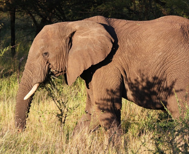 Premier point, la montée du véganisme, les effusions de colère contre la souffrance animale, les prises de position désormais systématiques pour l’animal maltraité contre les humains qui le maltraitent en disent long sur la nécessité de revoir l’ensemble de l’offre touristique exploitant des animaux - Photo JDL Premier point, la montée du véganisme, les effusions de colère contre la souffrance animale, les prises de position désormais systématiques pour l’animal maltraité contre les humains qui le maltraitent en disent long sur la nécessité de revoir l’ensemble de l’offre touristique exploitant des animaux - Photo JDL