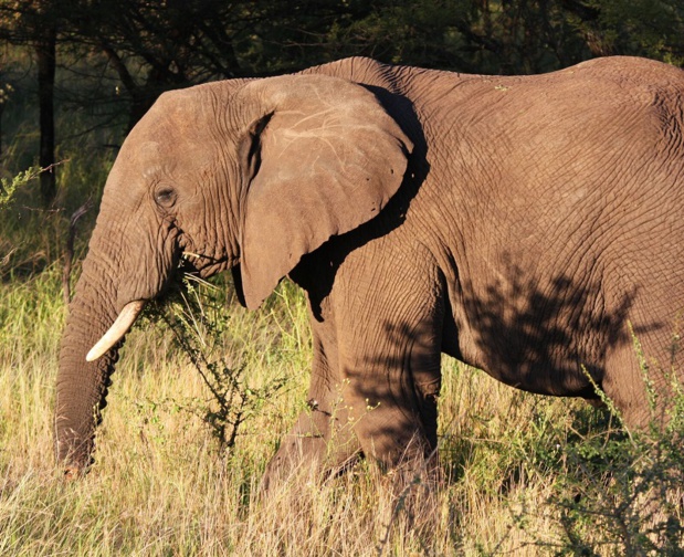 Premier point, la montée du véganisme, les effusions de colère contre la souffrance animale, les prises de position désormais systématiques pour l’animal maltraité contre les humains qui le maltraitent en disent long sur la nécessité de revoir l’ensemble de l’offre touristique exploitant des animaux - Photo JDL