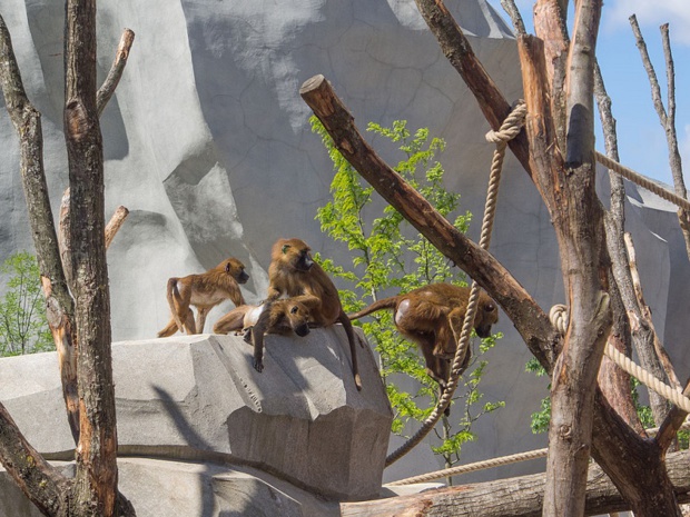 Les babouins du parc zoologique de Paris - DR wikicommons / Denis Bourez Les babouins du parc zoologique de Paris - DR wikicommons / Denis Bourez