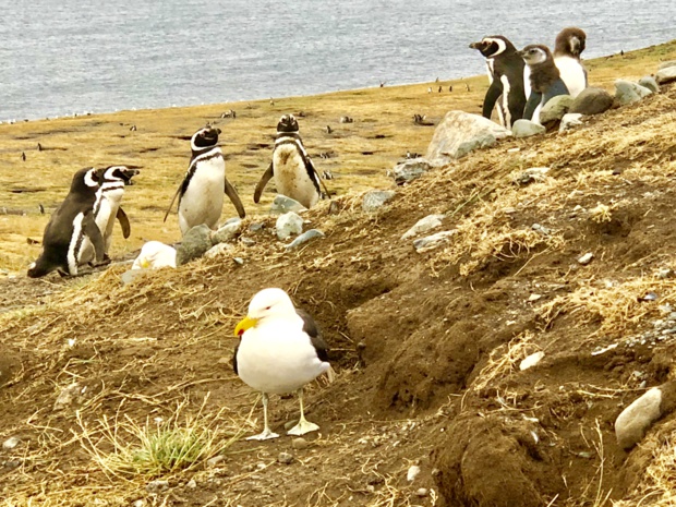 Bienvenue chez les manchots de Magellan de l’île Magdalena, lieu d’approvisionnement obligatoire des anciens navigateurs et explorateurs. /photo JDL Bienvenue chez les manchots de Magellan de l’île Magdalena, lieu d’approvisionnement obligatoire des anciens navigateurs et explorateurs. /photo JDL