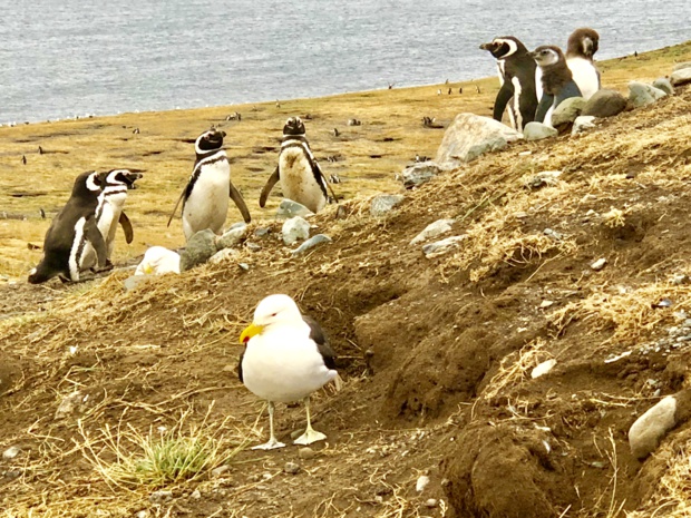 Bienvenue chez les manchots de Magellan de l’île Magdalena, lieu d’approvisionnement obligatoire des anciens navigateurs et explorateurs. /photo JDL