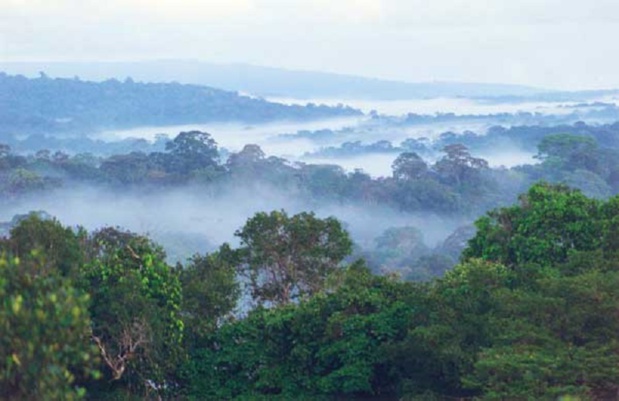 Guyane française - savane roche virginie - DR Delorme / wikicommons