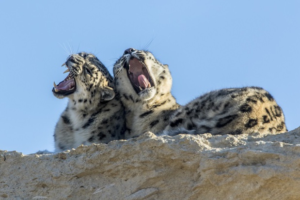 Neige : ouverture du Bioparc de Doué-la-Fontaine reportée