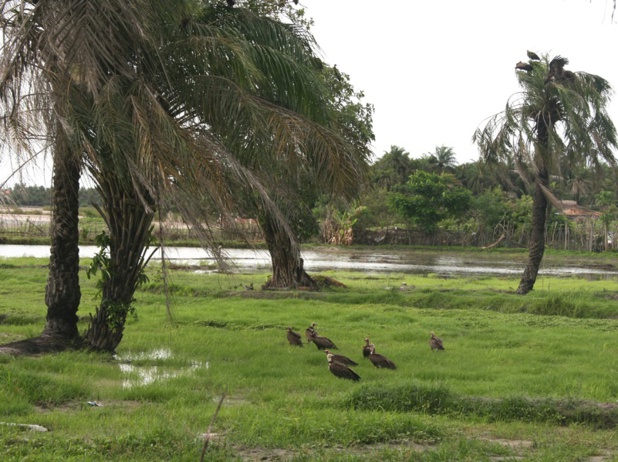 La Casamance au Sénégal - DR : Olivierkeita wikicommons