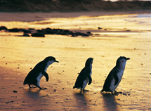 Les excursions nature aux portes de Melbourne