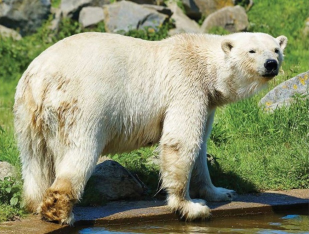 Le zoo de Cerza accueille deux ours polaires