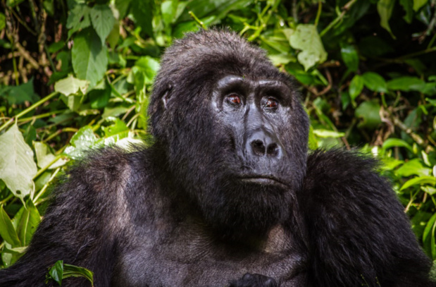 Nouveauté cette année, le Rwanda et ses gorilles de montagne. - V. Fonvieille