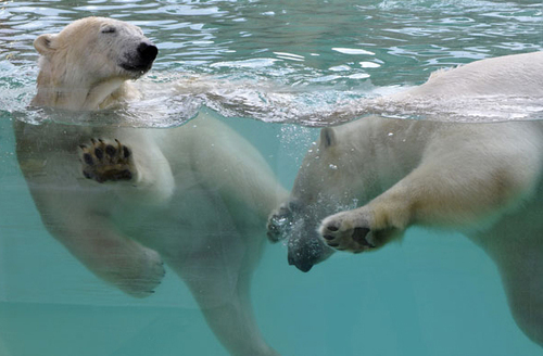 Antibes : Marineland inaugure son espace de vie pour les ours polaires