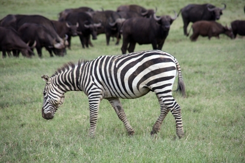 La Tanzanie est le pays qui possède le plus grand nombre d'animaux sauvages vivant en liberté dans ses quelque 250 000 km2 de réserves. La Tanzanie est le pays qui possède le plus grand nombre d'animaux sauvages vivant en liberté dans ses quelque 250 000 km2 de réserves.