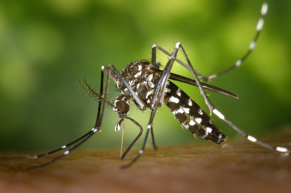 La dengue est considérée comme une maladie "réémergente" selon l'OMS - Crédit photo : Pixabay