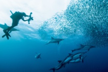 Afrique du Sud : une destination plus grande que nature