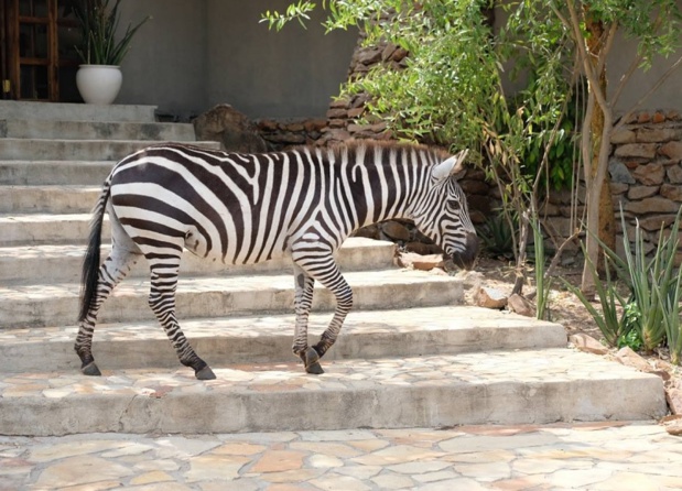 Un hôte de choix pour accueillir les clients au Grumeti Hills qui proposera des safaris en 4x4 électriques - DR Facebook Tanganyika Expéditions Un hôte de choix pour accueillir les clients au Grumeti Hills qui proposera des safaris en 4x4 électriques - DR Facebook Tanganyika Expéditions