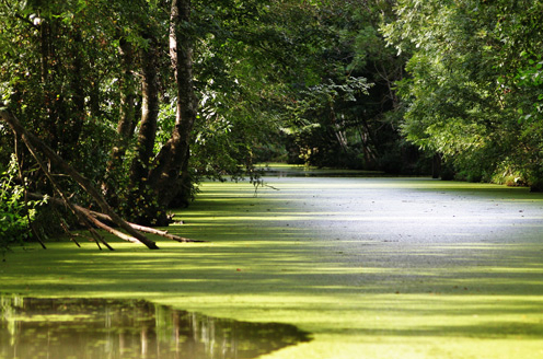 EDEN 2010 : le Grand Site du Marais Poitevin reçoit le prix d'excellence 2010