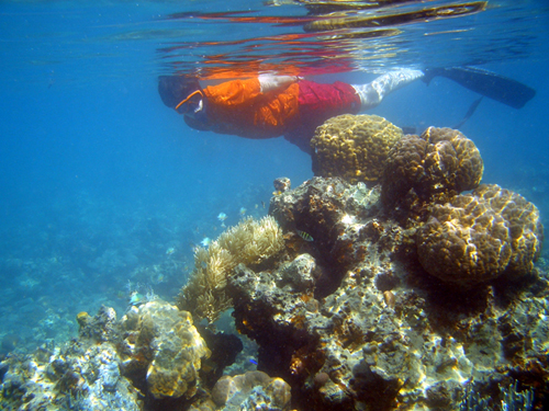 le snorkeling concerne souvent des personnes peu ou pas formées qui s'approchent trop près des récifs et les abiment volontairement ou pas  - photo Masato Ikeda / wikicommons