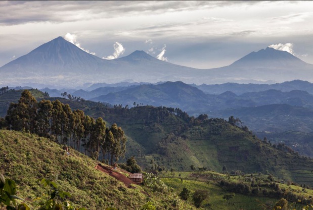 Le parc national des volcans, au nord du pays, à la frontière avec l'Ouganda et la République Démocratique du Congo, abrite les gorilles. - Evaneos Le parc national des volcans, au nord du pays, à la frontière avec l'Ouganda et la République Démocratique du Congo, abrite les gorilles. - Evaneos