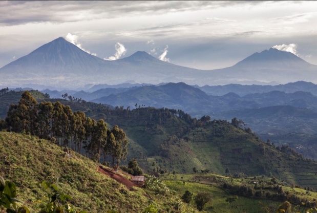 Le parc national des volcans, au nord du pays, à la frontière avec l'Ouganda et la République Démocratique du Congo, abrite les gorilles. - Evaneos