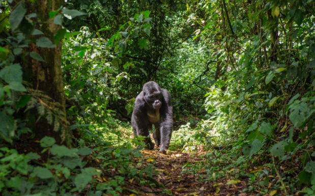 Le Rwanda, nouvelle destination en vogue ? Le Rwanda, nouvelle destination en vogue ?