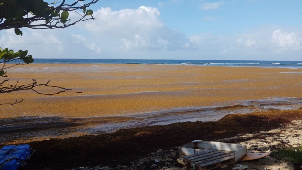 Les sargasses font courir un grave dansger au tourisme antillais /crédit photo E.G.