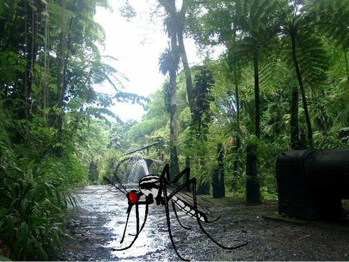Martinique : "La dengue ne doit pas compromettre la saison hiver !" Martinique : "La dengue ne doit pas compromettre la saison hiver !"