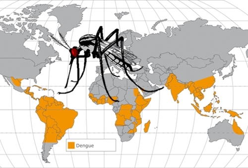 Environ deux cinquièmes de la population mondiale sont désormais exposés au risque de la dengue. Cette maladie sévit dans les régions tropicales et subtropicales de la planète, avec une prédilection pour les zones urbaines et semi-urbaines.