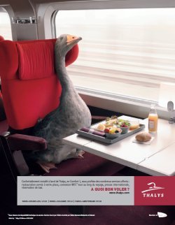 Thalys : les oiseaux migrateurs, stars de la nouvelle campagne