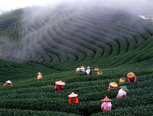 Les cultures de thé ©Guo ChiNan
