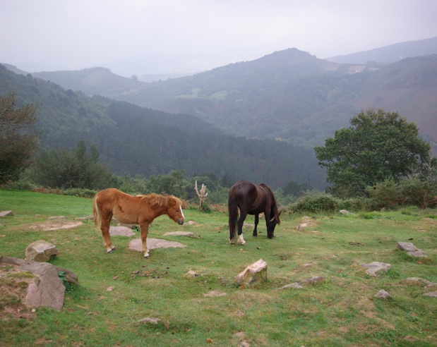 A marcher sur les sentiers de Sare - ou également à cheval -, on transhume jusqu’aux contreforts pyrénéens. Le tout sur fond de montagne de La Rhune, dont le célèbre train à crémaillère gravit les pentes depuis 1924 - DR : J.-F.R.