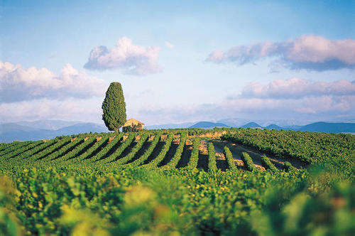 Vignoble d'herault - DR SunFrance Vignoble d'herault - DR SunFrance