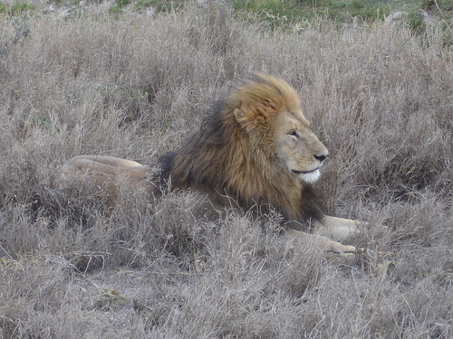 Comment Savanna Tours a tissé un réseau d’agences réceptives en Afrique Comment Savanna Tours a tissé un réseau d’agences réceptives en Afrique
