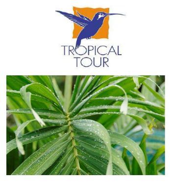 Tropical Tour vous propose cette semaine le circuit découverte « Méli Mélo » de 8  jours / 7 nuits en Guadeloupe à partir de 699 euros par personne.