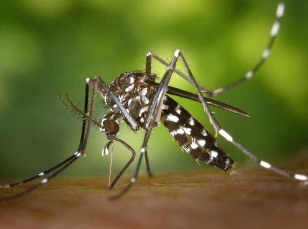 Le moustique tigre est responsable de la transmission du chikungunya - copyright : pixabay / CC0 License