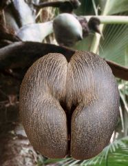 Seychelles : cachez-moi ce ''coco-fesses'' que je ne saurai voir !