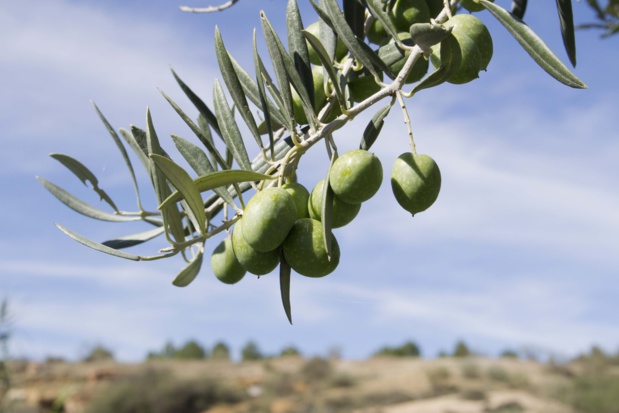 © TourMaG © TourMaG