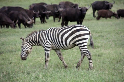 Kenya : le "Visa à 20 €" prolongé jusqu'au 30 juin 2011 Kenya : le "Visa à 20 €" prolongé jusqu'au 30 juin 2011