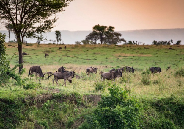 Toutes les espèces de l’Afrique de l’Est sont là, réunies sur les 100 000 km2 de parcs nationaux tanzaniens - Photo Tanganyika Toutes les espèces de l’Afrique de l’Est sont là, réunies sur les 100 000 km2 de parcs nationaux tanzaniens - Photo Tanganyika