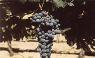 ''Escapades vigneronnes'' le Guide de l'Oenotourisme en Hérault