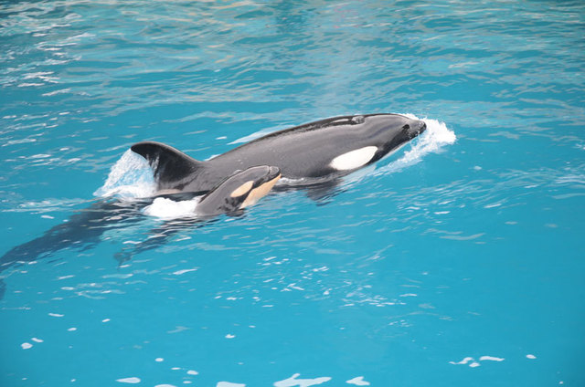 Marineland prépare l'ouverture de son premier hôtel