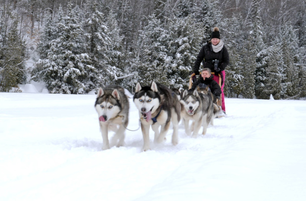 Initiation chiens de traîneau © TourMaG Initiation chiens de traîneau © TourMaG