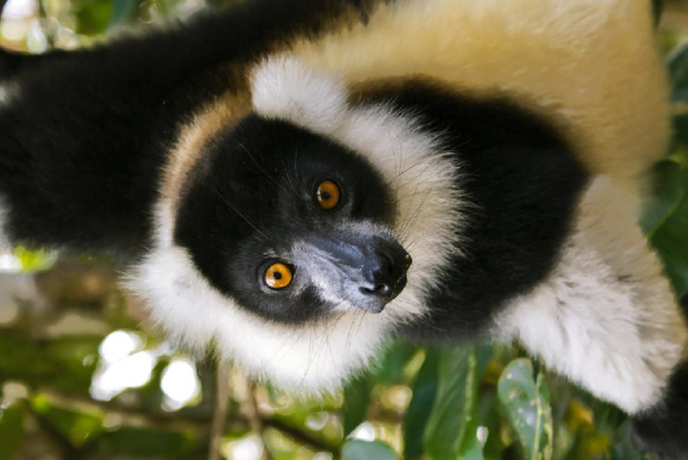 L'ONTM sera également accompagné des représentants de b[5 réceptifs malgaches]b qui présenteront leurs séjours. Seront présents : b[Omee Voyages, Jacaranda de Madagascar, Silver Wings Travel & Tours, Voyages Bourdon et Discover Madagascar - DR