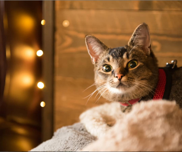 En Islande, Pal la chatte chasseuse de souris a trouvé un job - Crédit photo : FossHotel En Islande, Pal la chatte chasseuse de souris a trouvé un job - Crédit photo : FossHotel