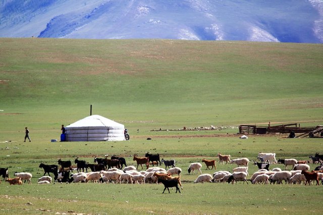 la-mongolie