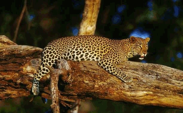 TUI édite une brochure spéciale Kenya et Tanzanie TUI édite une brochure spéciale Kenya et Tanzanie
