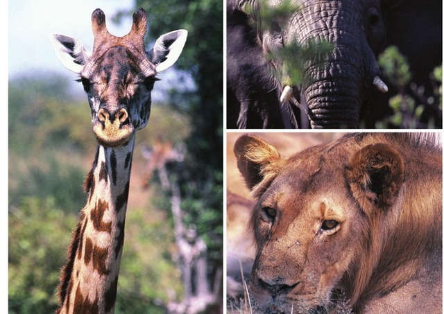 La Tanzanie : une rencontre intime avec les Big Five La Tanzanie : une rencontre intime avec les Big Five